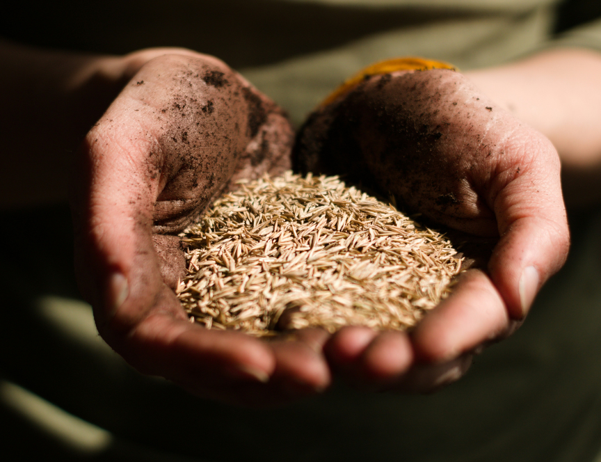 Seedsight secures &euro;1.78M to revolutionise the agri-food sector